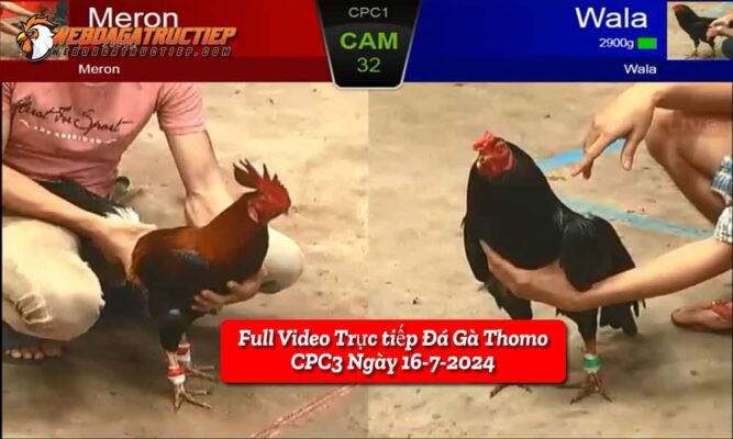 full-video-truc-tiep-da-ga-thomo-cpc3-ngay-16-7-2024